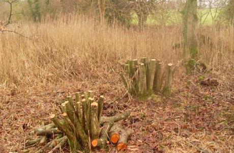 Bad coppicing
